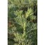 Eberraute (Artemisia abrotanum)