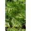 Einjähriger Beifuß  - Artemisia annua