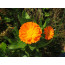 Ringelblume (Calendula officinalis)