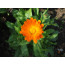 Ringelblume (Calendula officinalis)