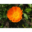 Ringelblume (Calendula officinalis)