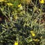 Senfrauke (Eruca vesicaria)