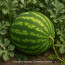 Wassermelone 'Crimson Sweet'