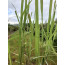 Zitronengras / Lemongras - Cymbopogon citratus
