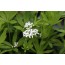 Waldmeister (Galium odoratum)