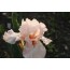 Iris barbata elatior 'Vanity' (Hohe Bartiris 'Vanity')