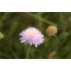Witwenblume (Knautia arvensis)