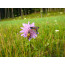 Witwenblume (Knautia arvensis)