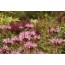 Monarda fistulosa var. menthifolia 'Mohikaner' (Goldmelisse / Indianernessel 'Mohikaner')