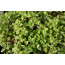 Majoran (Origanum majorana)