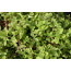 Majoran (Origanum majorana)