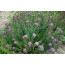 Origanum vulgare