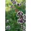Wilder Majoran (Origanum vulgare)