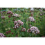 Wilder Majoran (Origanum vulgare)
