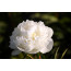 Duchesse de Nemours