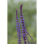 Steppensalbei (Salvia nemorosa)