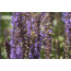 Steppensalbei (Salvia nemorosa)