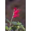 Ananassalbei (Salvia rutilans)