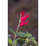 Ananas-Salbei - Salvia rutilans