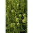 Stevia (Stevia rebaudiana)
