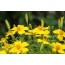 Gewürz-Tagetes (Tagetes tenuifolia 'Lemon Gem')