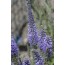 Veronica spicata (syn. Pseudolysimachion spicatum) (Ähriger Ehrenpreis)