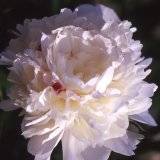 Paeonia lactiflora "Festiva maxima"