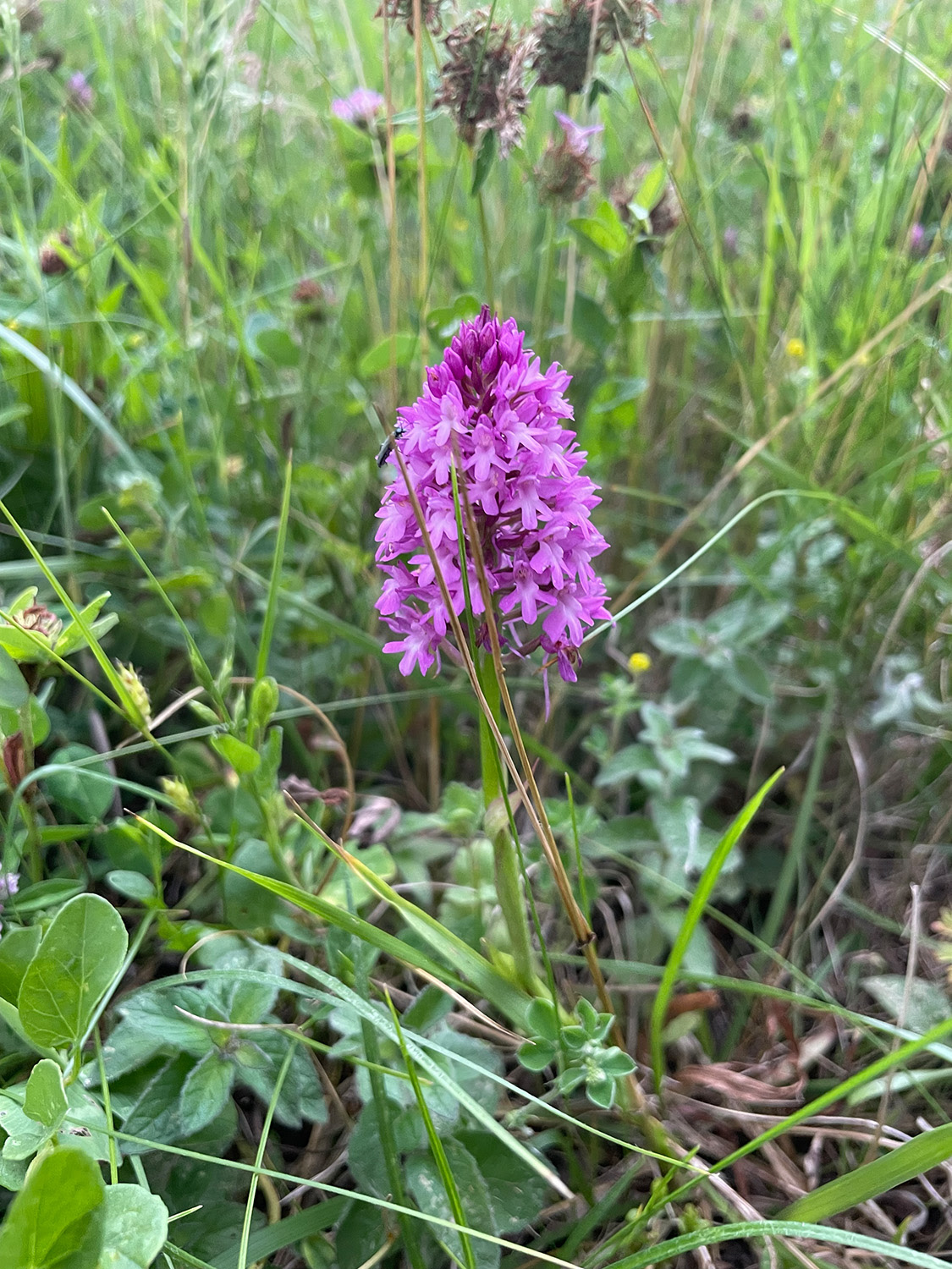 Syringa-Biotop Syringa-Biotop
